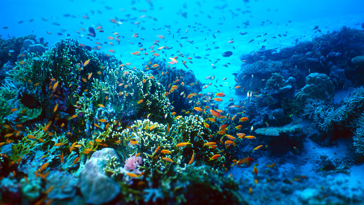 Diving And Snorkeling In Krabi, Thailand Provide A Window 